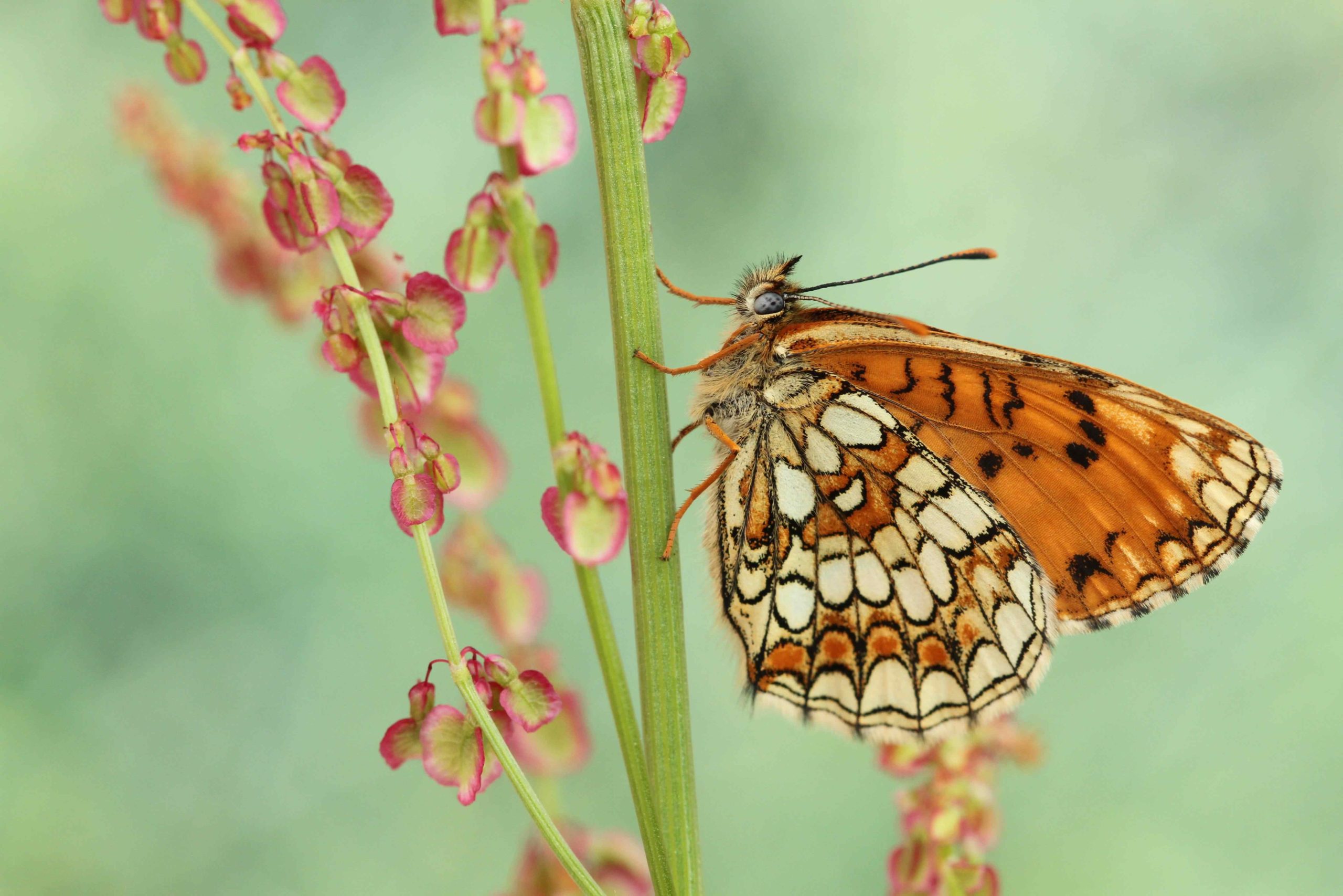 Animation pédagogique : lumière sur les papillons du Massif Vosgien