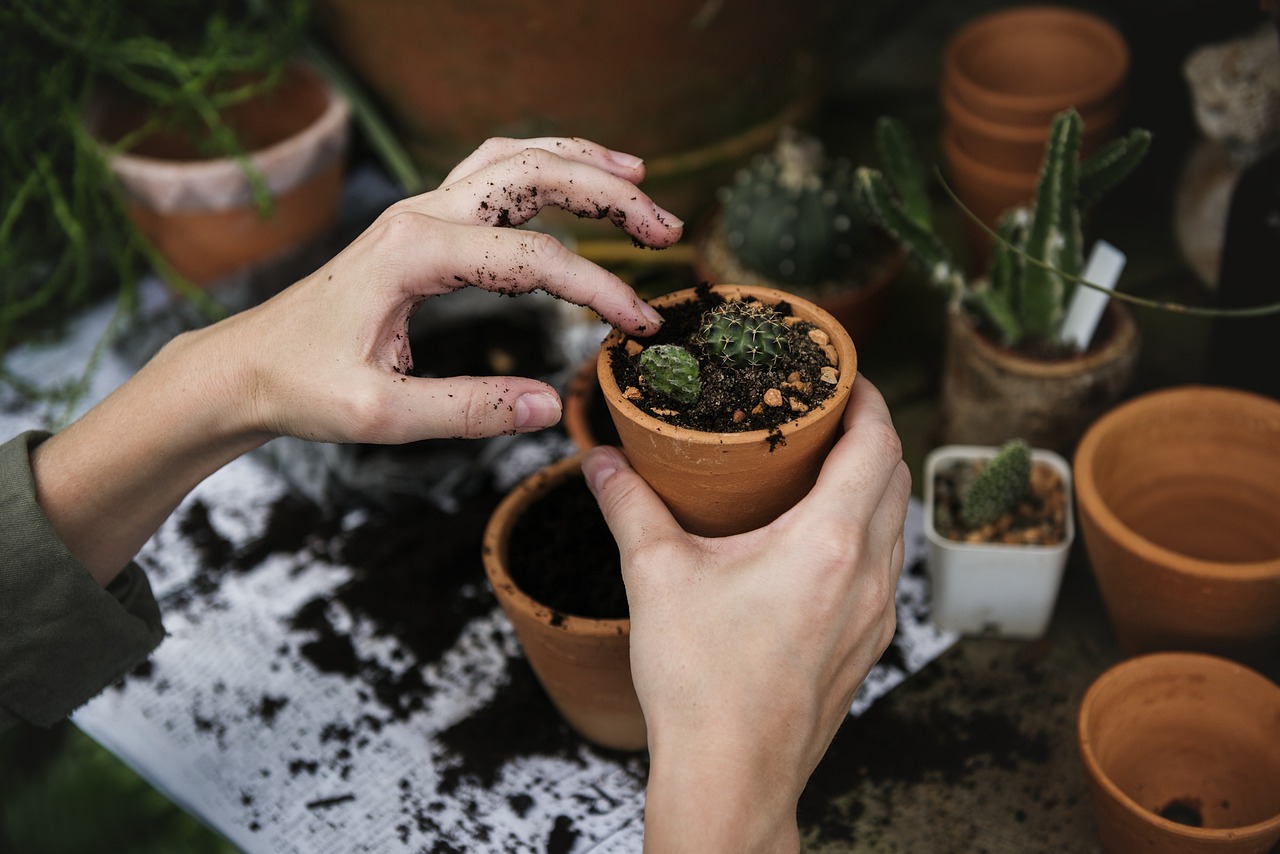 Bourse aux plantes Bourse aux plantes