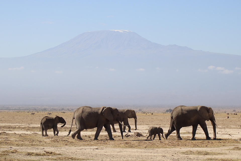Conférence : Les neiges du Kilimandjaro