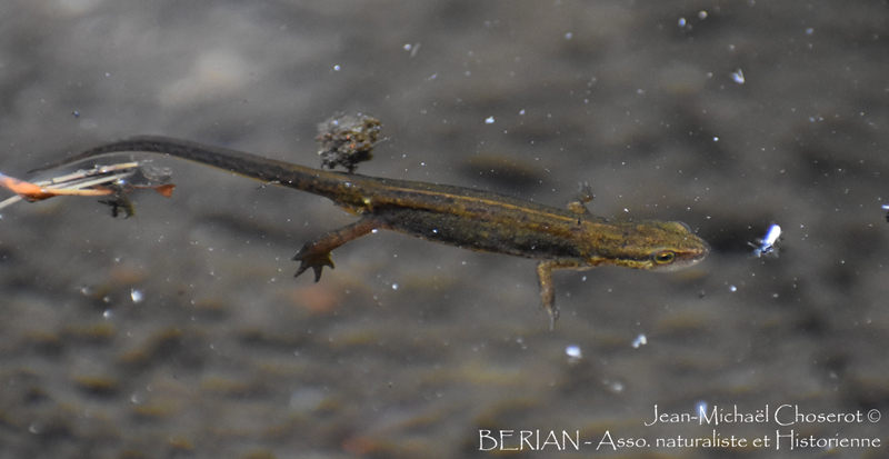 Sortie découverte - amphi'bure