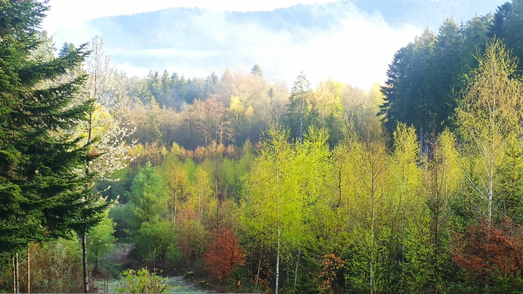 Les nuits des forêts- inauguration à la forêt de tiragoutte