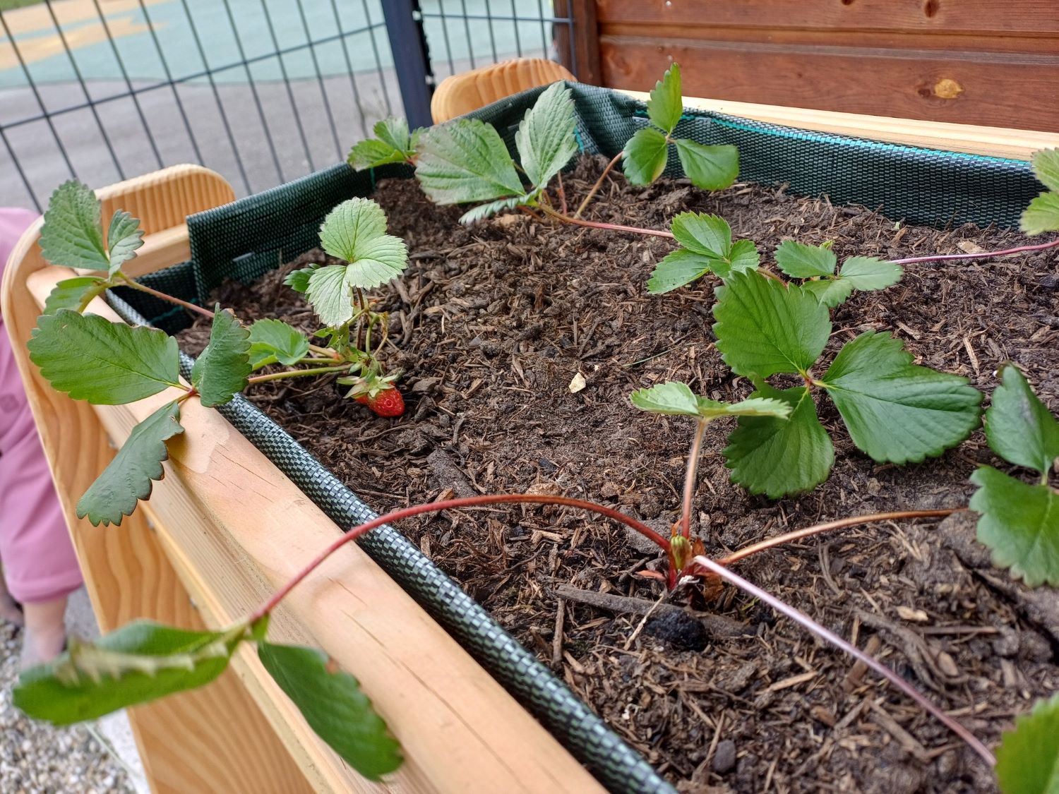 Un jardin à la micro-crèche Les Renardeaux