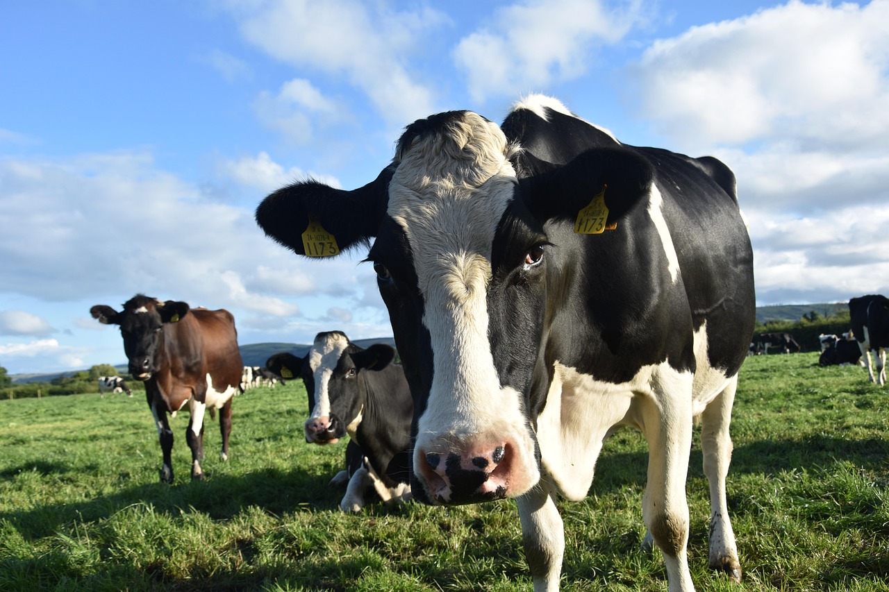 Visite de la ferme de Mariemont