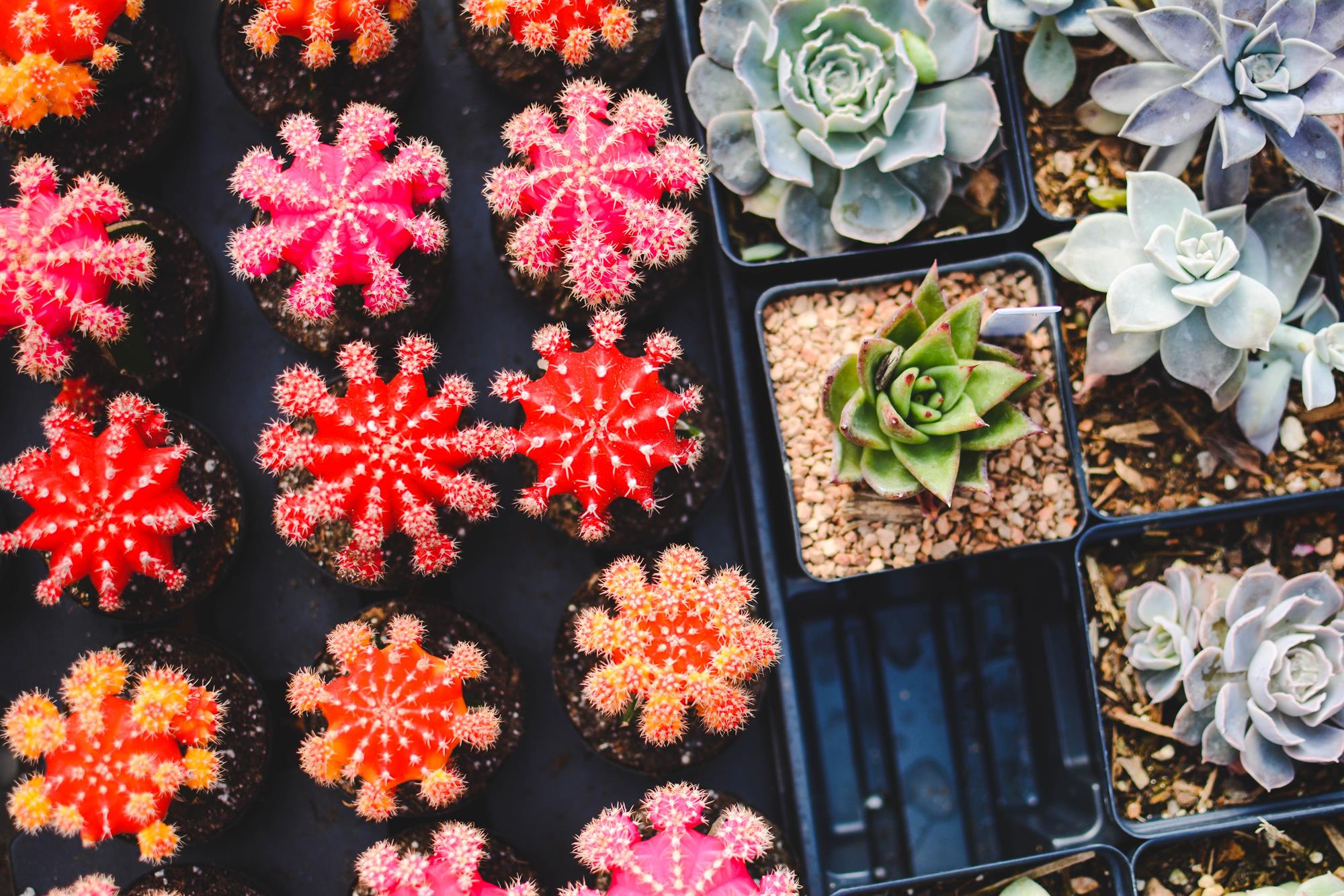 Troc Plantes
